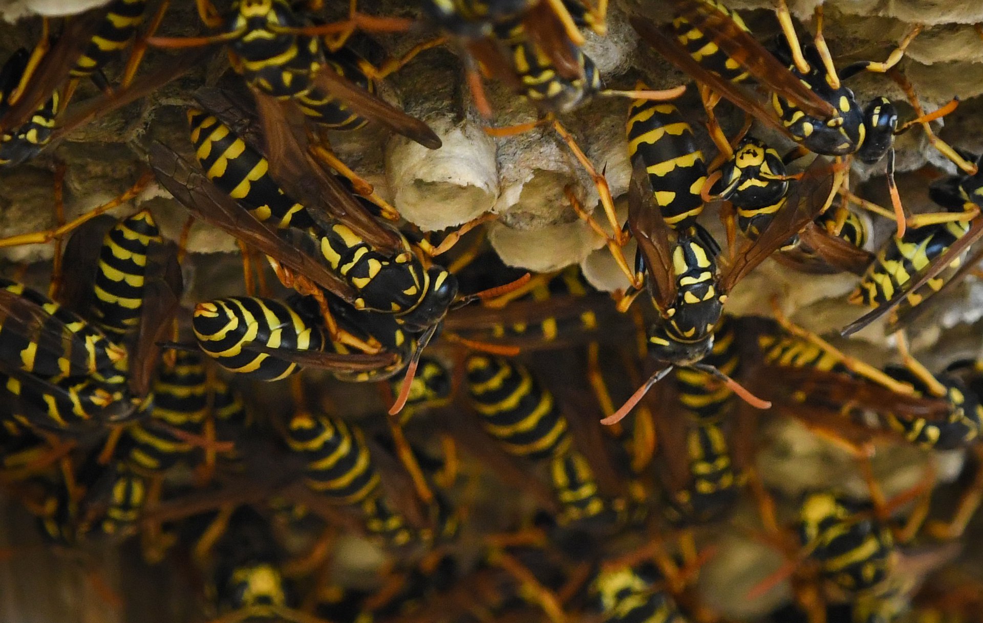 Wasps